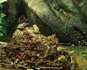 ABBEY AQUATICS & REPTILES