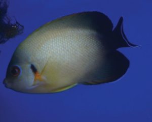 ABBEY AQUATICS & REPTILES
