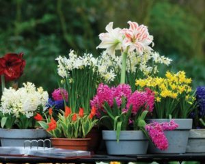 BELLFLOWER GARDEN CENTRE