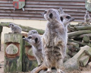 Stonham Barns Meerkat kastle