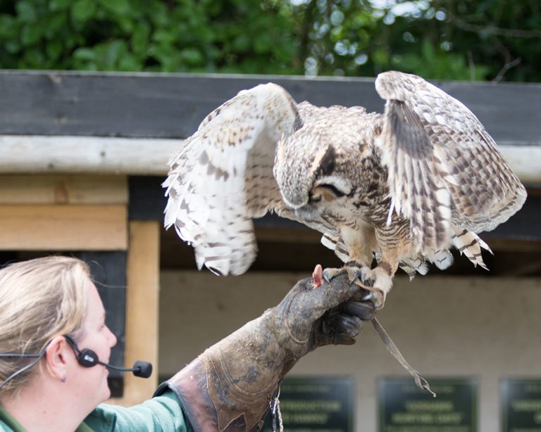 Suffolk Owl Sanctuary Stonham Barns
