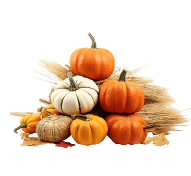 Pumpkin Patch 2026